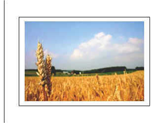 wheat field